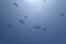 Fliegende Pelikane in Zorritos